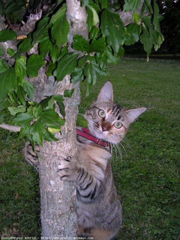 Photo de Chat domestique