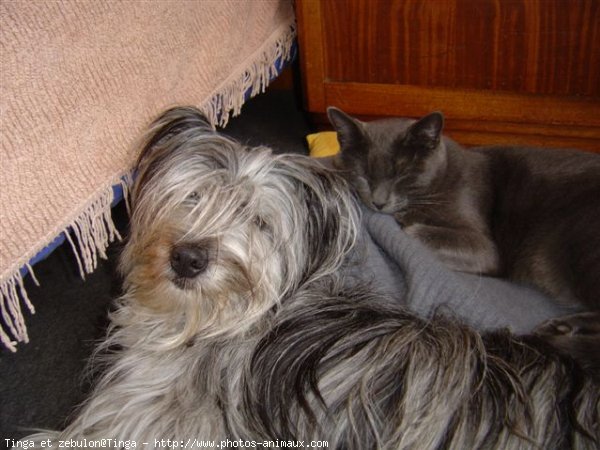 Photo de Chien de berger des pyrenes  poil long