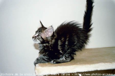 Photo de Maine coon