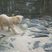 Photo d'Ours