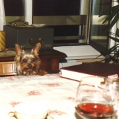 Photo de Yorkshire terrier