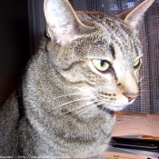 Photo d'Ocicat