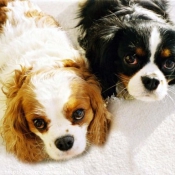 Photo de Cavalier king charles spaniel