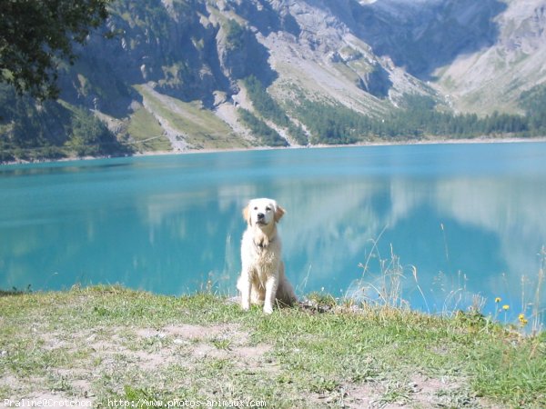 Photo de Golden retriever