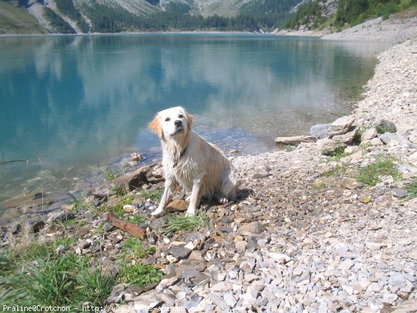 Photo de Golden retriever