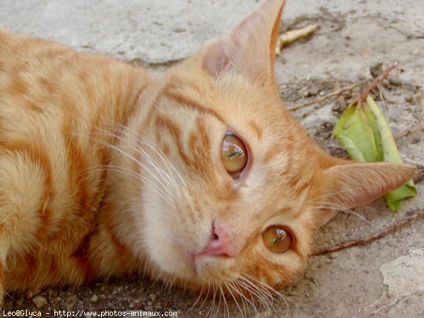 Photo de Chat domestique