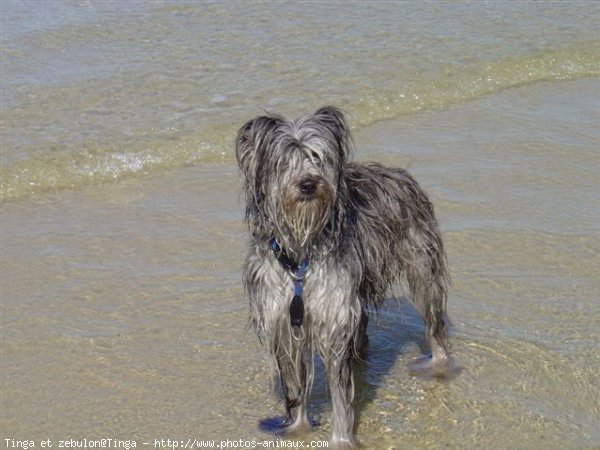 Photo de Chien de berger des pyrenes  poil long