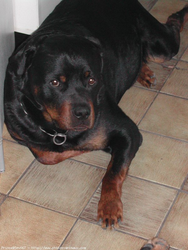 Photo de Rottweiler