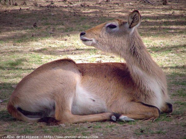 Photo d'Antilope