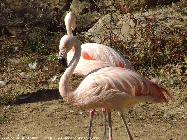 Photo de Flamand rose