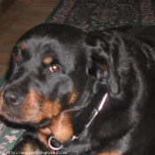 Photo de Rottweiler