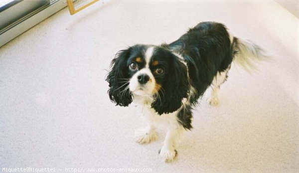 Photo de Cavalier king charles spaniel