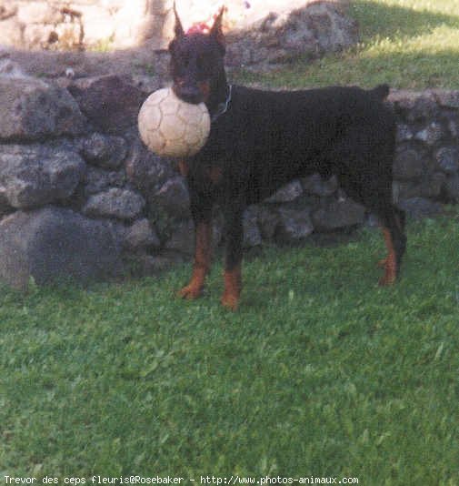 Photo de Dobermann