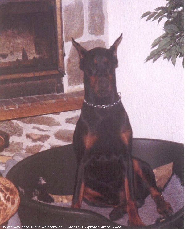 Photo de Dobermann