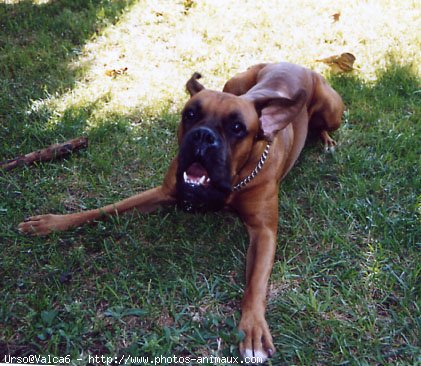 Photo de Boxer