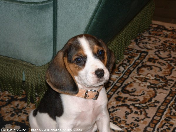 Photo de Beagle