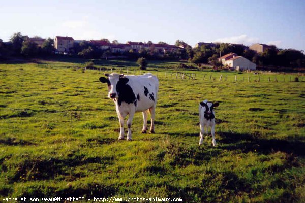 Photo de Vache