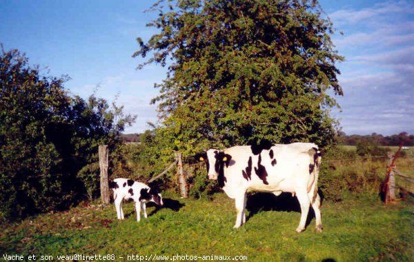 Photo de Vache