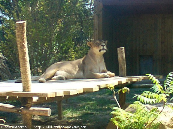 Photo de Lion