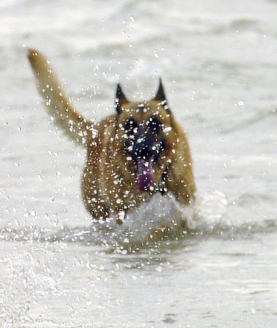 Photo de Berger belge malinois