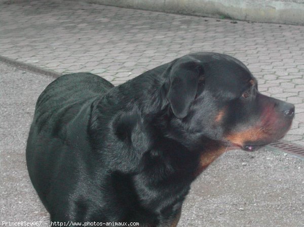 Photo de Rottweiler