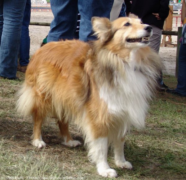 Photo de Chien de berger des shetland