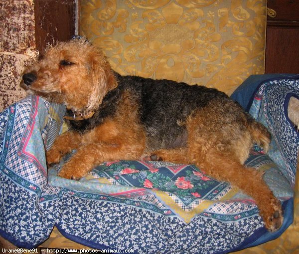 Photo de Welsh terrier