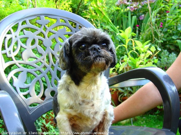 Photo de Shih tzu