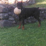 Photo de Dobermann