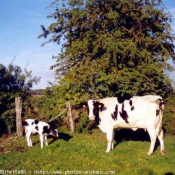 Photo de Vache