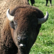 Photo de Bison