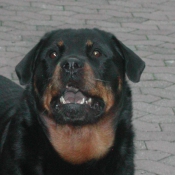 Photo de Rottweiler