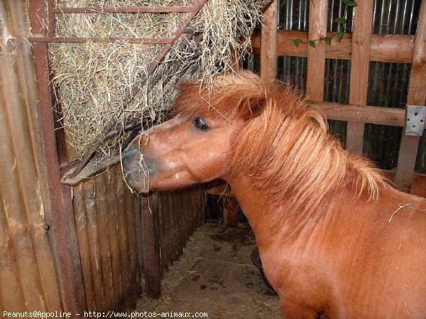 Photo de Shetland