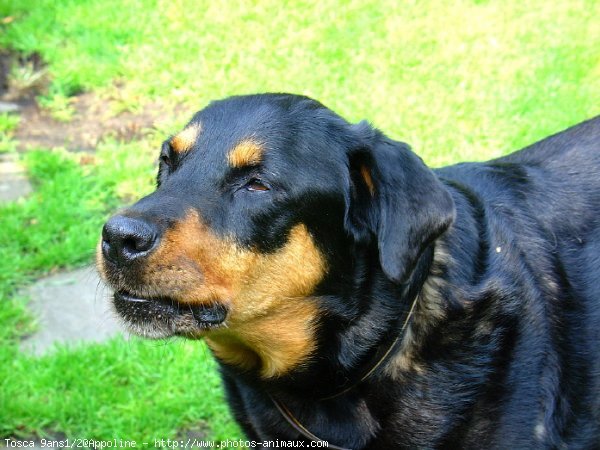 Photo de Rottweiler