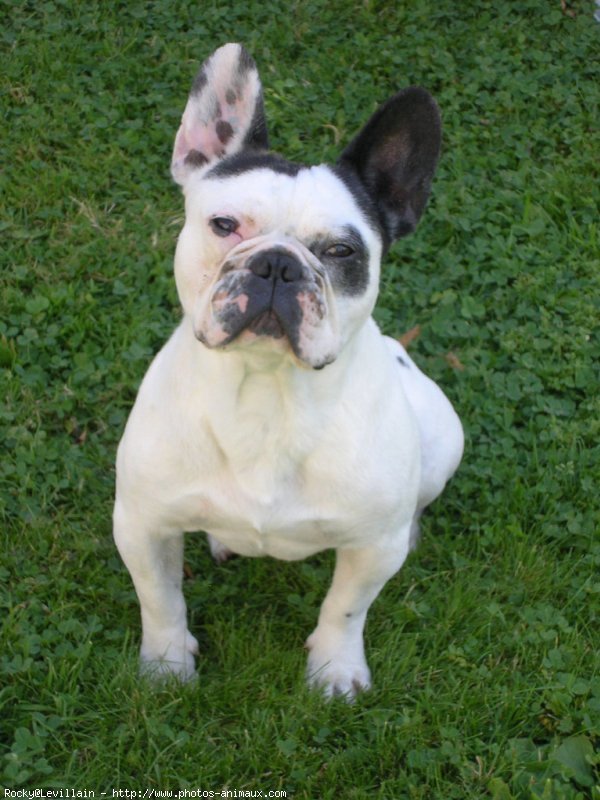 Photo de Bouledogue franais