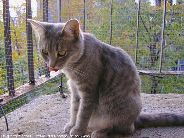 Photo de Chat domestique