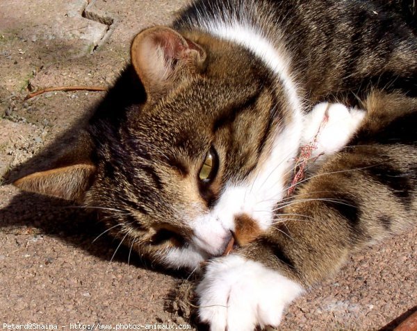 Photo de Chat domestique