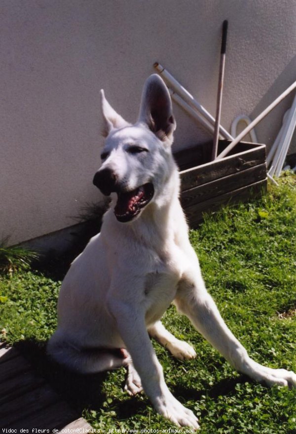 Photo de Berger blanc suisse