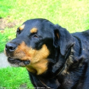 Photo de Rottweiler