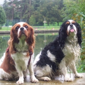 Photo de Cavalier king charles spaniel