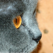 Photo de British shorthair