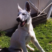 Photo de Berger blanc suisse