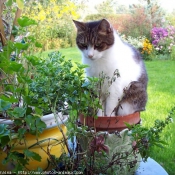 Photo de Chat domestique