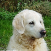 Photo de Golden retriever