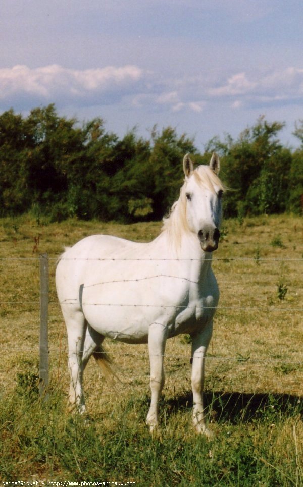 Photo de Camargue