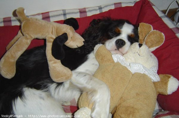 Photo de Cavalier king charles spaniel