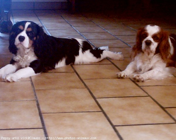 Photo de Cavalier king charles spaniel