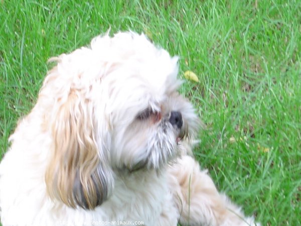 Photo de Lhassa apso