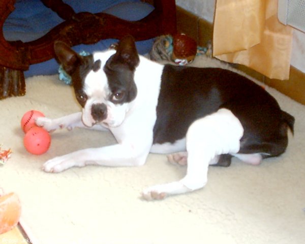 Photo de Boston terrier