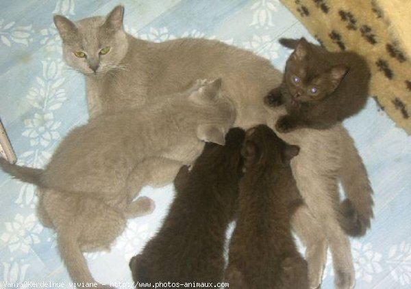 Photo de British shorthair